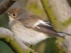 Pied Flycatcher at Gunners Park (Steve Arlow) (105256 bytes)